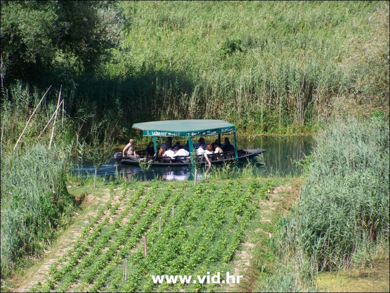 Mesic u Vidu (27)